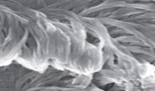 ロール乾燥法の凝集体の写真